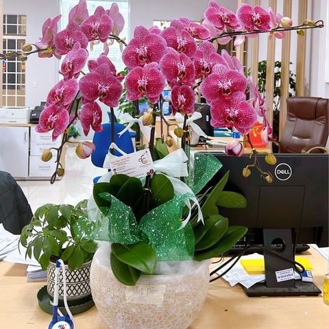  Lan Hồ Điệp - TG62 