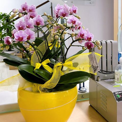  Lan Hồ Điệp - TG61 