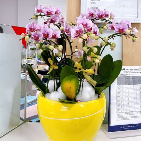  Lan Hồ Điệp - TG61 