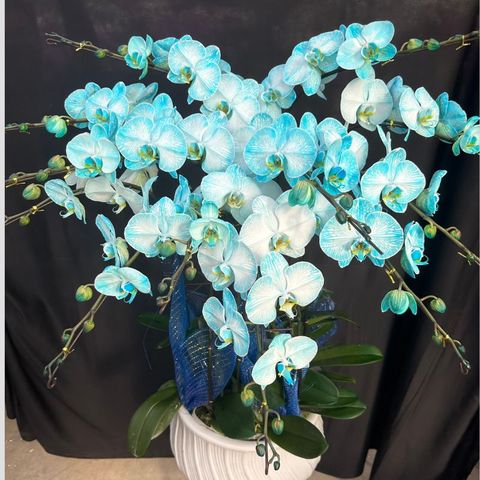  Lan Hồ Điệp - TG60 