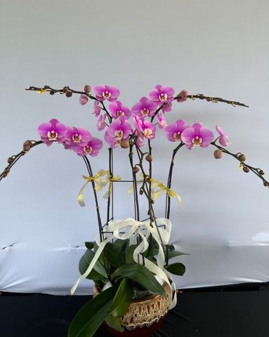  Lan Hồ Điệp - TG08 