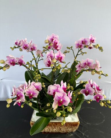  Lan Hồ Điệp - TG06 