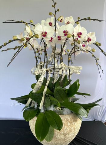  Lan Hồ Điệp - TG11 