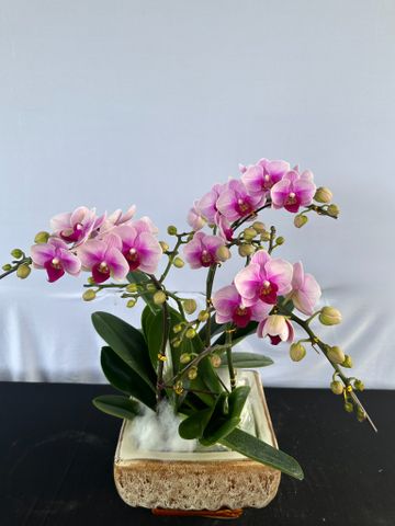  Lan Hồ Điệp - TG10 