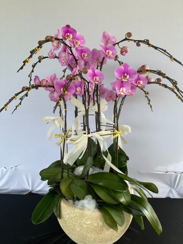  Lan Hồ Điệp - TG12 