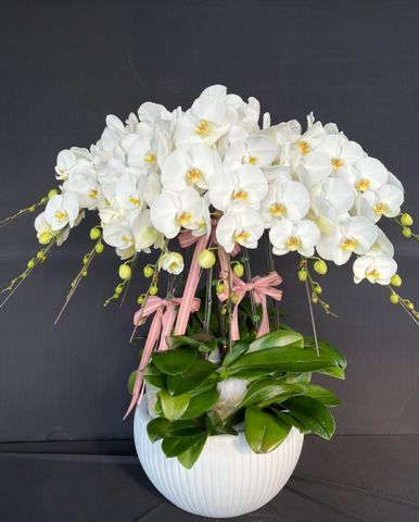  Lan Hồ Điệp - TG13 