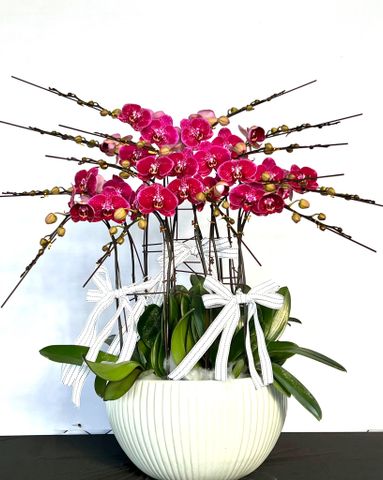  Lan Hồ Điệp - TG07 