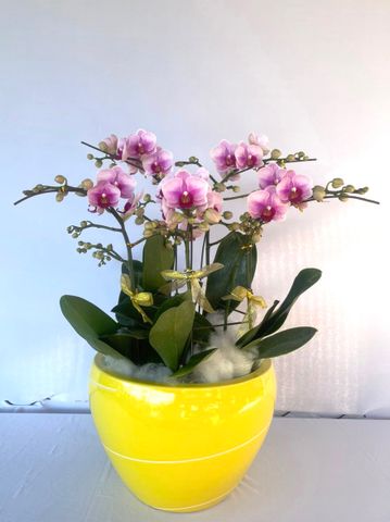  Lan Hồ Điệp - TG14 