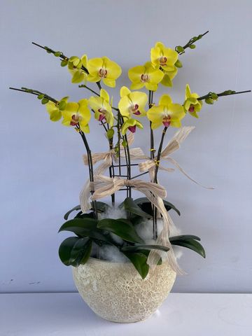  Lan Hồ Điệp - TG15 