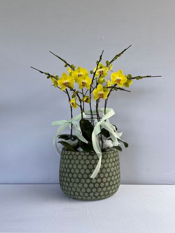  Lan Hồ Điệp - TG16 