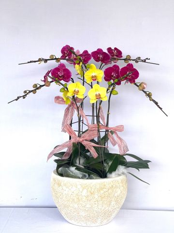  Lan Hồ Điệp - TG17 