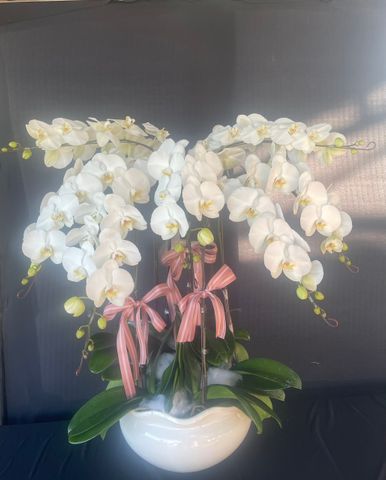  Lan Hồ Điệp - TG19 