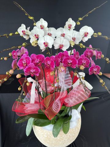  Lan Hồ Điệp - TG20 