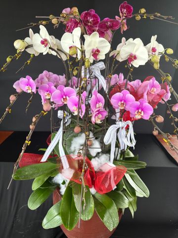  Lan Hồ Điệp - TG22 