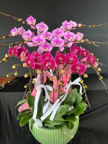  Lan Hồ Điệp - TG23 