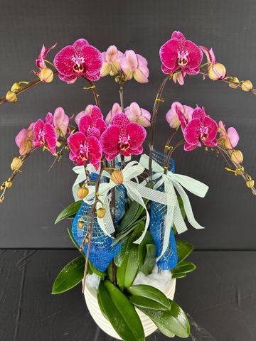  Lan Hồ Điệp - TG24 