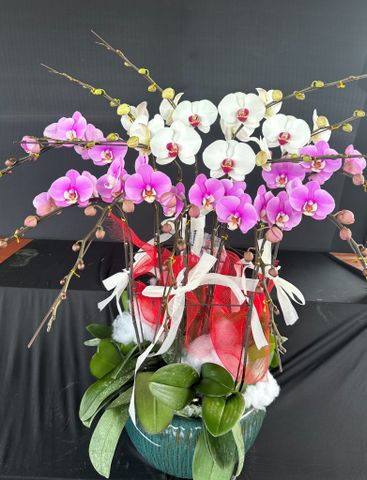  Lan Hồ Điệp - TG25 