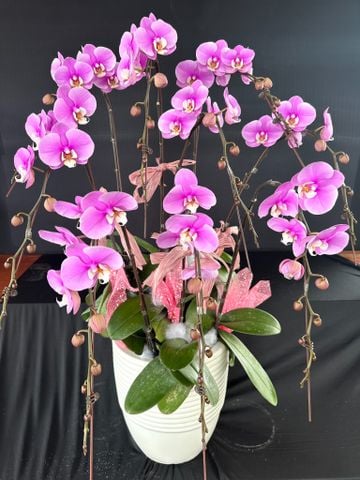  Lan Hồ Điệp - TG30 