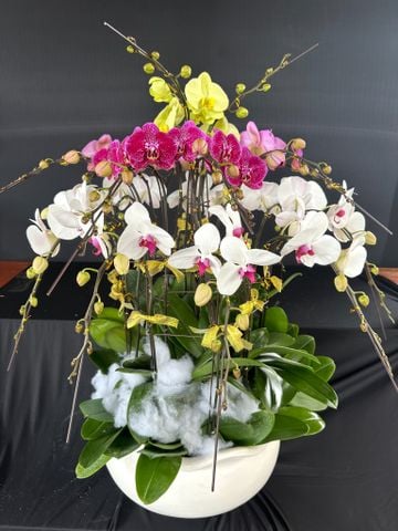  Lan Hồ Điệp - TG31 