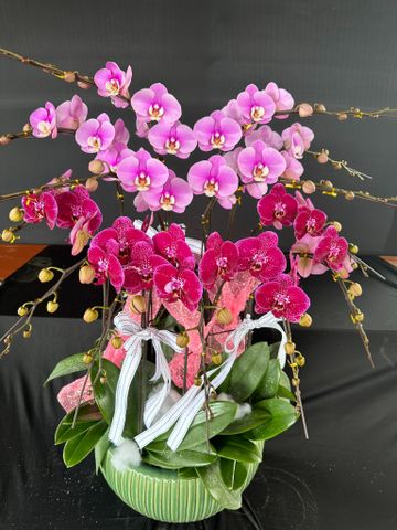  Lan Hồ Điệp - TG37 