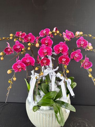  Lan Hồ Điệp - TG32 