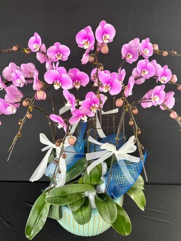  Lan Hồ Điệp - TG33 