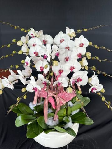  Lan Hồ Điệp - TG34 