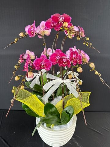  Lan Hồ Điệp - TG35 