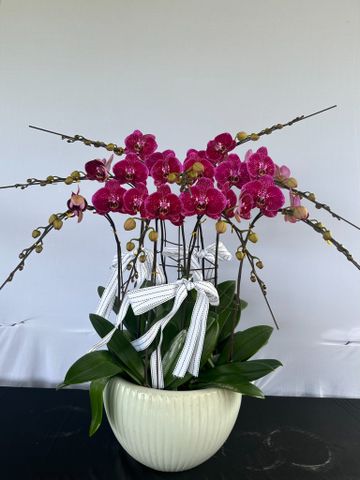  Lan Hồ Điệp - TG03 