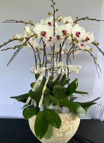  Lan Hồ Điệp - TG04 