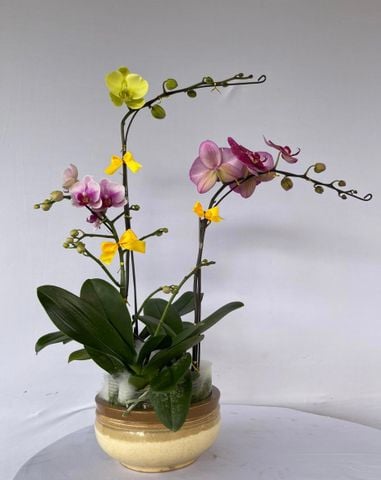  Lan Hồ Điệp - TG55 