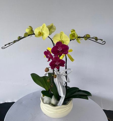  Lan Hồ Điệp - TG56 