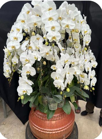  Lan Hồ Điệp - TG57 