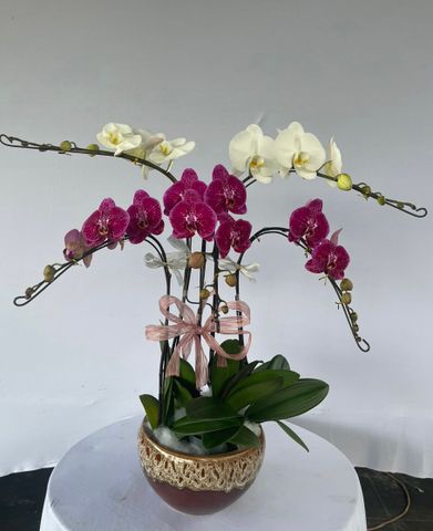  Lan Hồ Điệp - TG58 