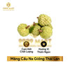  Mãng Cầu Na Giống Thái Lan 