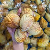 Sò Dương Vàng 