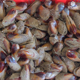  Sò Chuối 