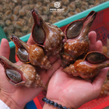  Ốc Đỏ 
