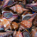  Ốc Đỏ 