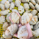  Ngao 2 Còi Việt Nam 