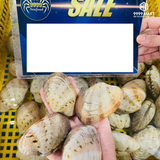  Ngao 2 Còi Việt Nam 