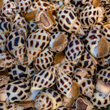  Ốc Hương Thiên Nhiên 