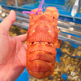  Tôm Mũ Ni Đỏ Việt Nam 