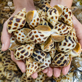  Ốc Hương Thiên Nhiên 