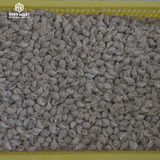  Ốc Hương Nuôi 