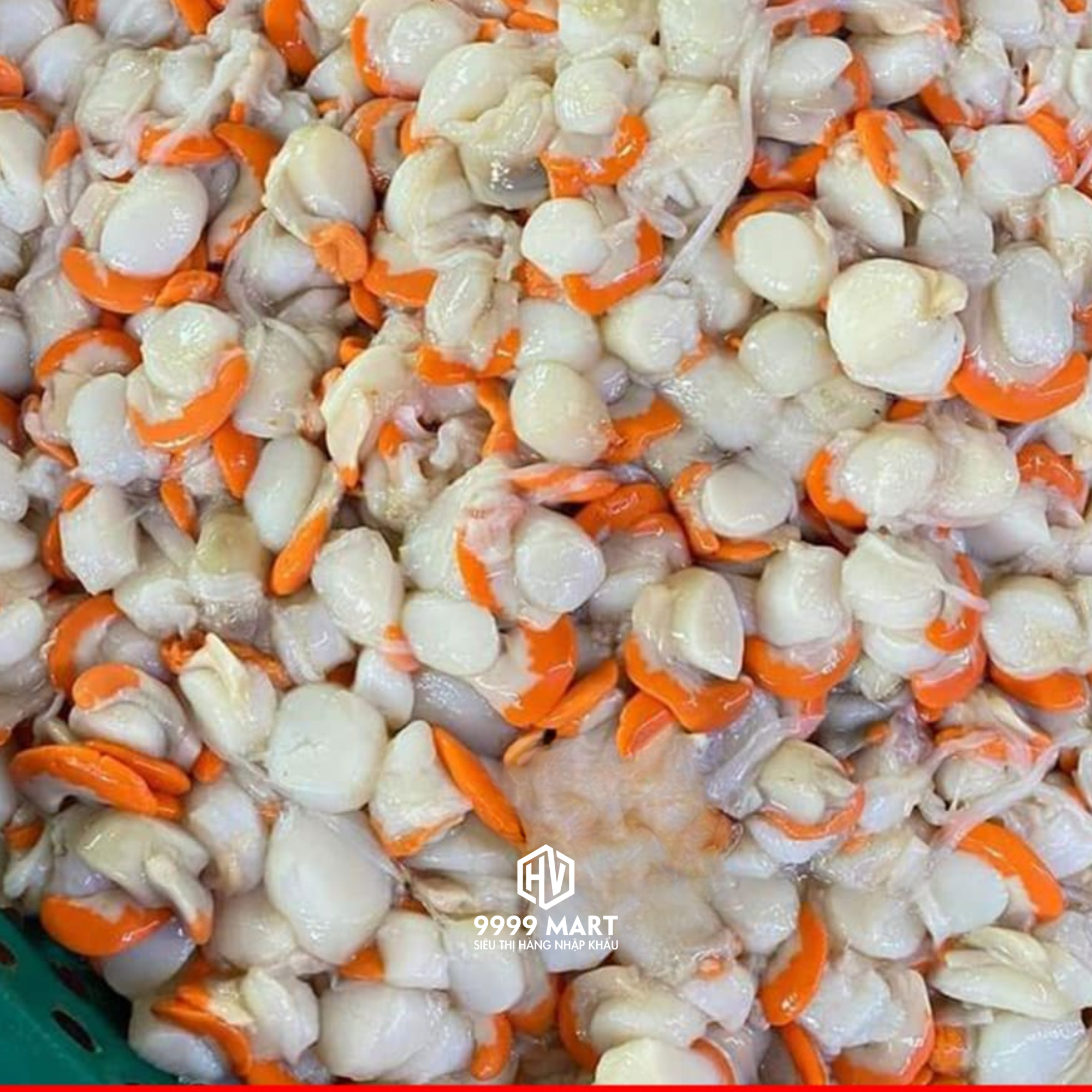  Còi Sò Điệp Việt Nam 