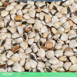  Nghêu Biển Thiên Nhiên 