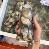 Hàu 