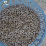  Ốc Hương Nhí 