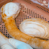  Ốc Vòi Voi 